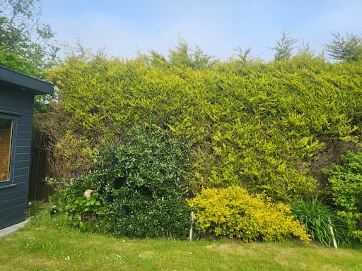 Hedge Stars Aberdeen — Customer photo