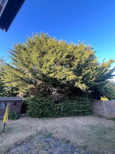 Freemans Tree Care Specialist — Customer photo