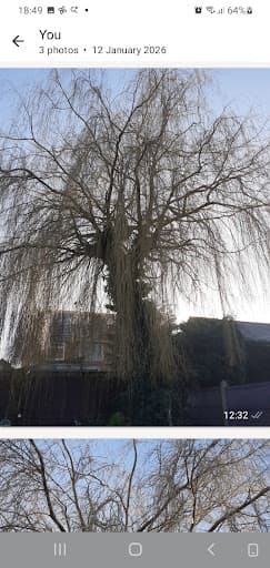 Barbizon Trees — Customer photo