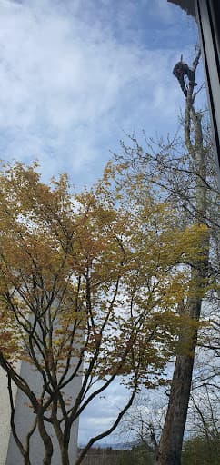 GlasGrow Tree Surgeons — Customer photo