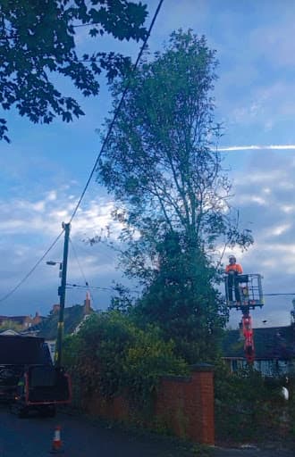 Holmes Tree Services — Customer photo