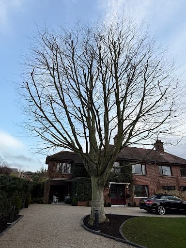 Treescapes NI — Customer photo
