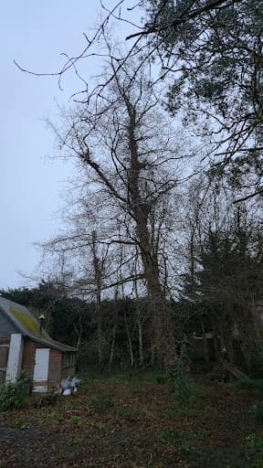 Nicholls Tree Services — Customer photo