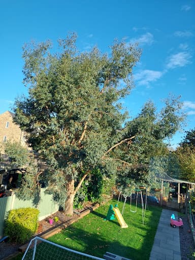 Tree Hugger & Son Tree Services Limited — Customer photo