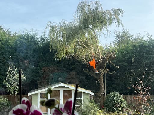 Tree Hugger & Son Tree Services Limited — Customer photo