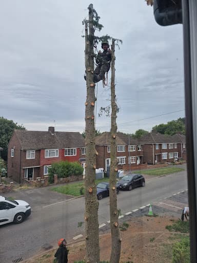 Freemans Tree Care Specialist — Customer photo
