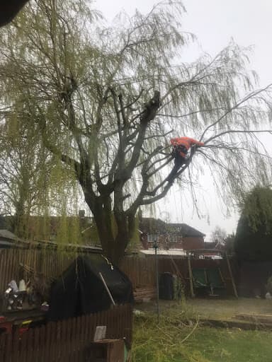 Holmes Tree Services — Customer photo