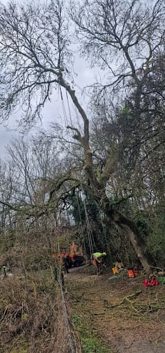 Trident Tree Works - York Tree Surgeons — Customer photo