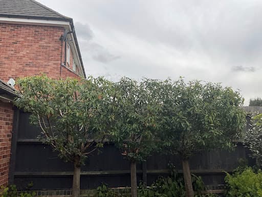 Rogers & Co Tree Services Ltd — Customer photo