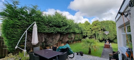 Conifers from hell — Customer photo
