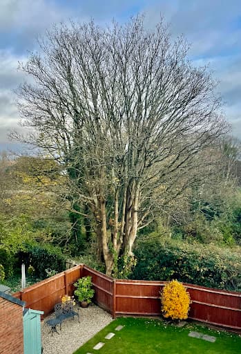 Gower Tree Work Specialists Ltd — Customer photo