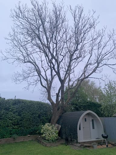 GC Trees Wiltshire — Customer photo
