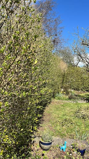 Hedge Stars Aberdeen — Customer photo