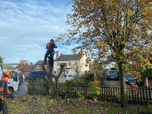 Tree Hugger & Son Tree Services Limited — Customer photo