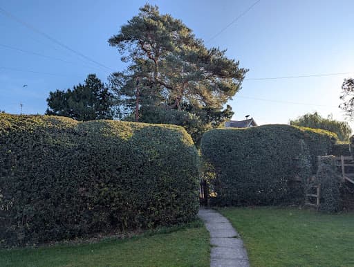 Lewis Tree Surgery — Customer photo
