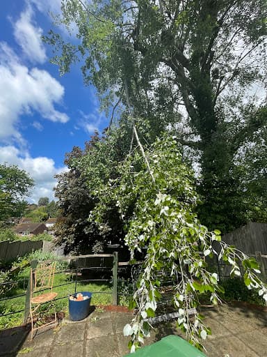 Big Heart Tree Care — Customer photo