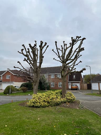 Clayton Brothers Tree Surgery — Customer photo