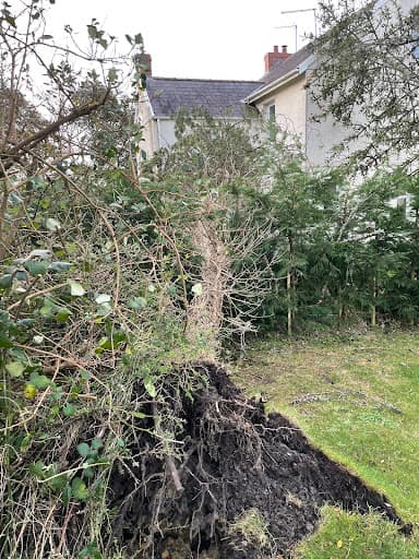 Gower Tree Work Specialists Ltd — Customer photo