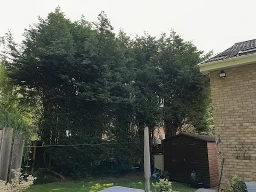 nttrees — Customer photo