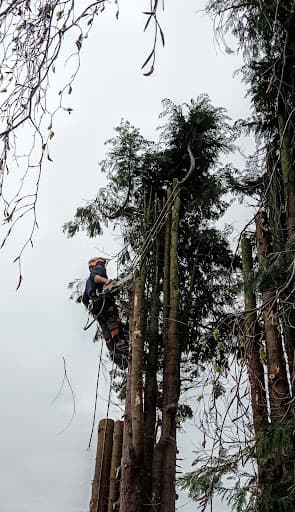 MJ Findlay Tree Surgery — Customer photo