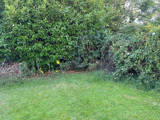Tree Squadron - Cardiff Tree Surgeon — Customer photo