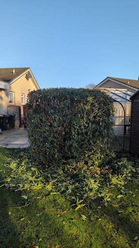 Hedge Stars Aberdeen — Customer photo