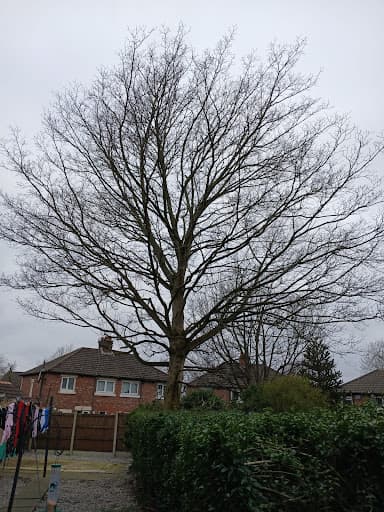 Woodfelder Tree Care Limited — Customer photo