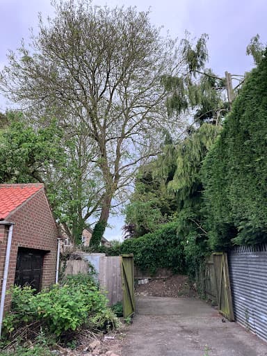 ABF Tree surgeons Hull and Yorkshire — Customer photo