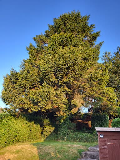 Cantellow Tree Surgery — Customer photo