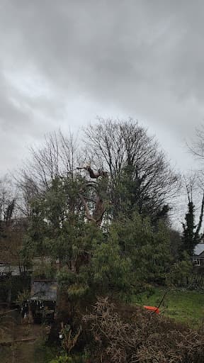 Woodfelder Tree Care Limited — Customer photo