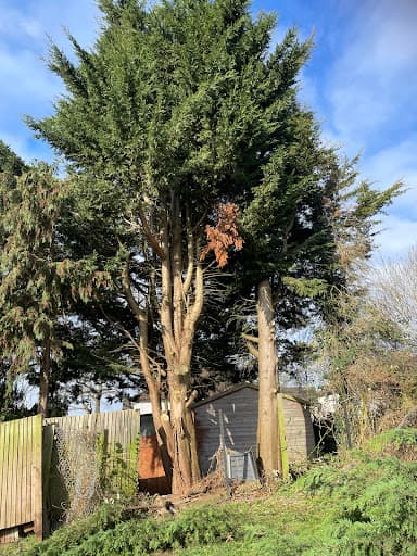 Big Heart Tree Care — Customer photo