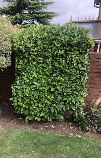 Oakland Tree Services Ltd — Customer photo