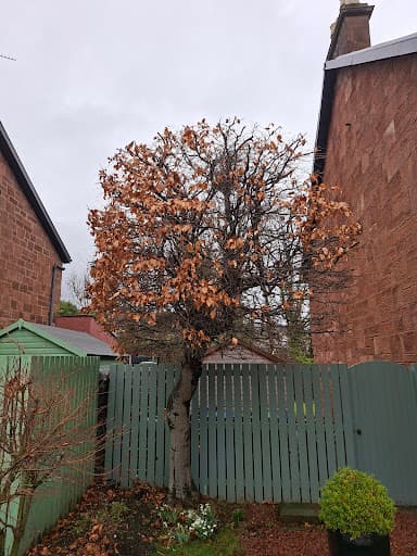 GlasGrow Tree Surgeons — Customer photo
