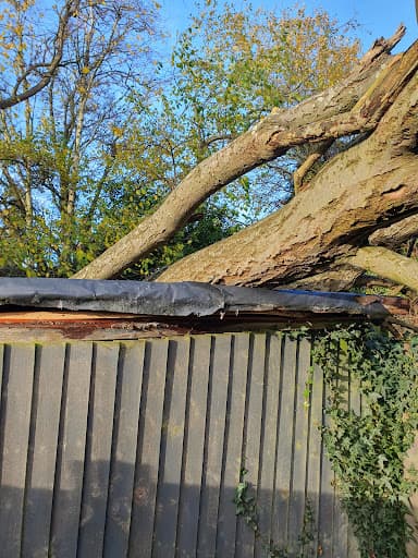 Tree Surgeons Liverpool — Customer photo