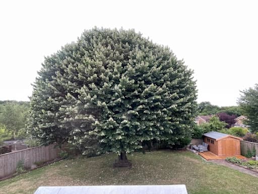 Wildwood Treecare — Customer photo