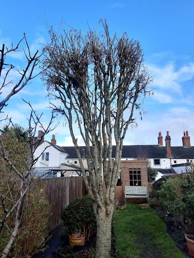 01793 Tree Surgeons LTD — Customer photo