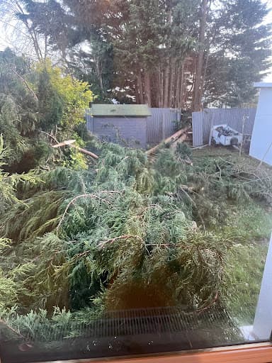 Clyde Tree Surgeons Glasgow — Customer photo