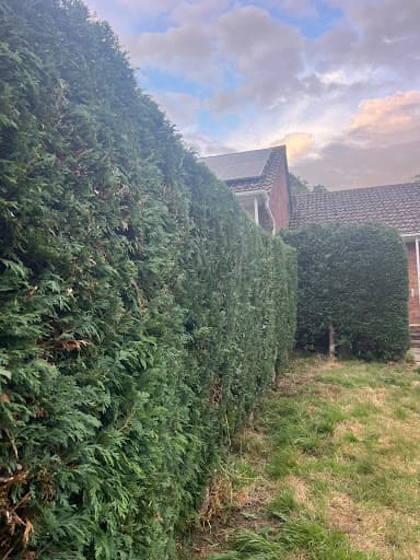 Clearcut Tree Surgery — Customer photo