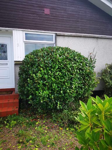 Hedge Stars Aberdeen — Customer photo