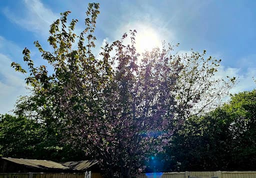 Louis Whittaker Tree Services — Customer photo