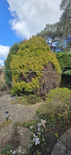 Clearcut Tree Surgery — Customer photo