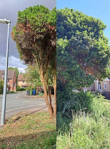 SW Tree Care — Customer photo