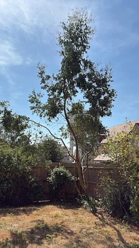 U&W Tree Surgery — Customer photo