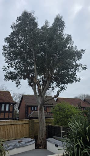 Specialised Tree Services — Customer photo