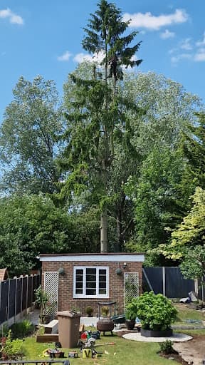 Down to Earth Tree Services — Customer photo
