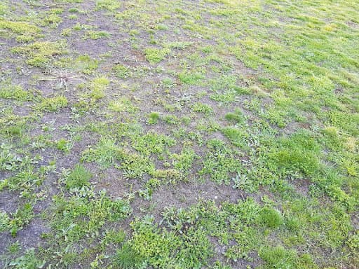 Will's Norfolk Lawns Limited — Customer photo