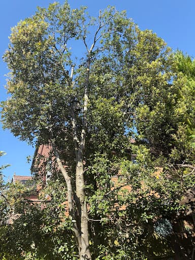 Small’s Tree Surgery Ltd — Customer photo