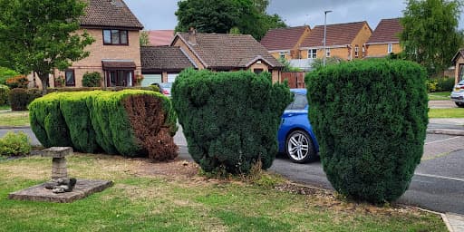 Tree Surgeons Liverpool — Customer photo