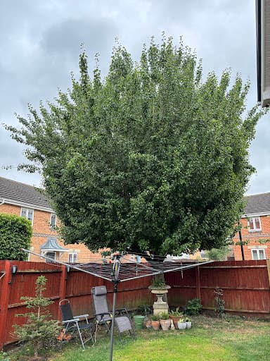 01793 Tree Surgeons LTD — Customer photo
