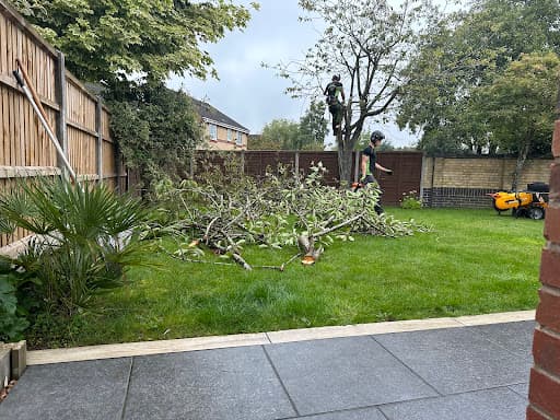 Mainline Tree Services — Customer photo
